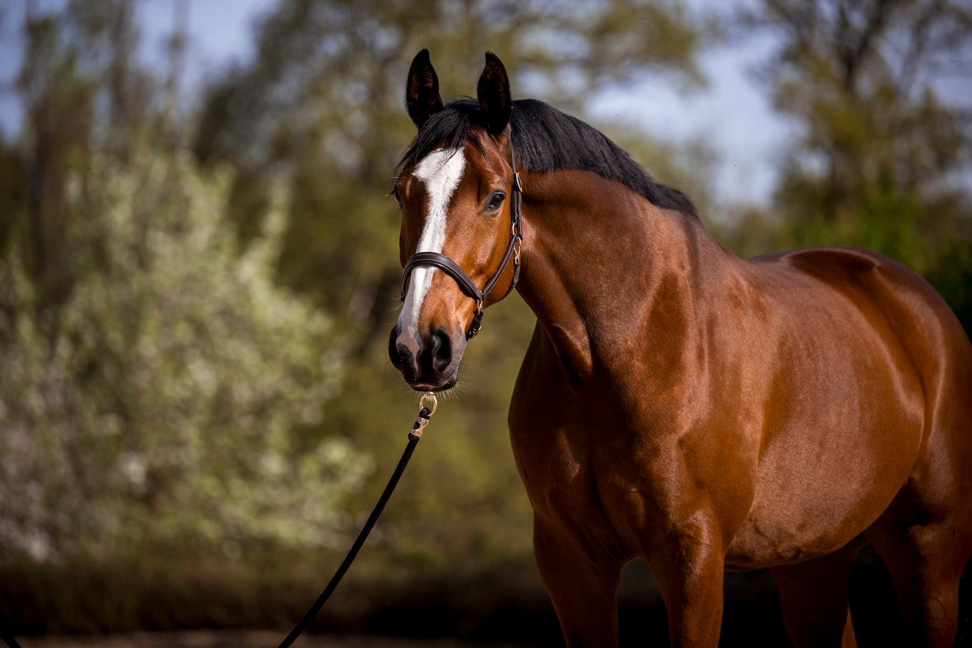 Aufbau und Funktion des Verdauungsapparat bei Pferden: Eine umfassende Übersicht