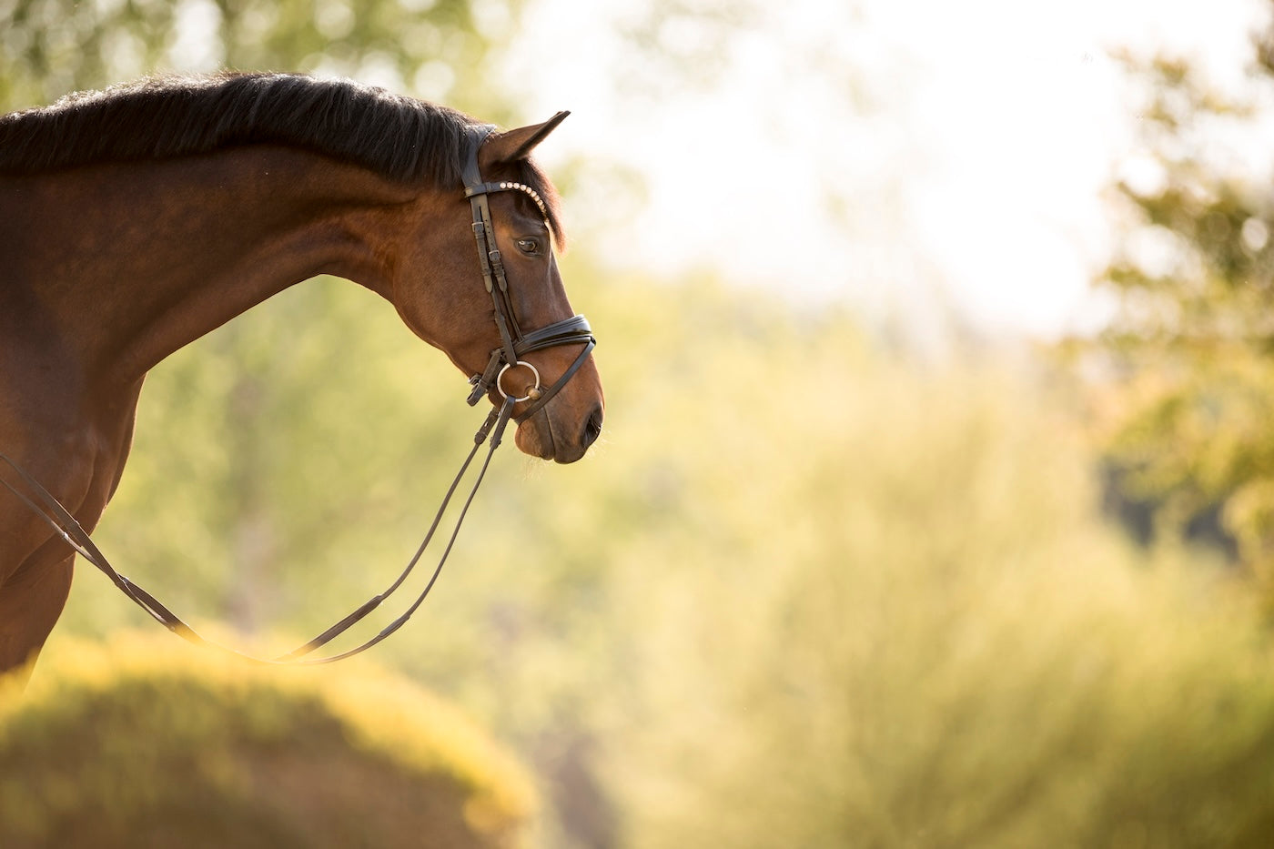 Elektrolyte für Pferde: Bedeutung, Funktionen und optimale Versorgung