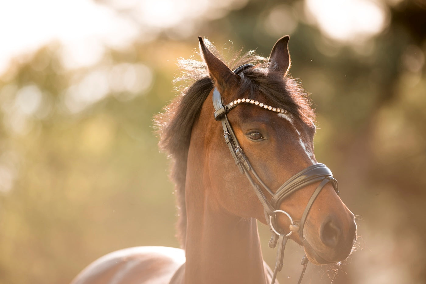 Fütterungsbedingte Mangelerscheinungen bei Pferden: Ursachen, Symptome und Lösungen