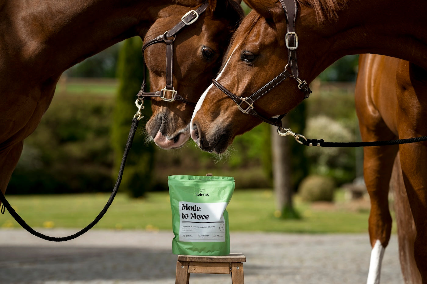 Sehnenschaden bei Pferden: Ursachen, Symptome und Behandlung