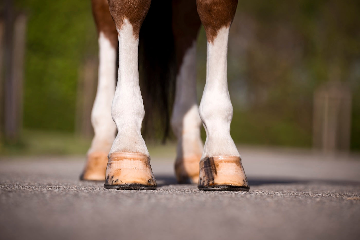 Arthrose bei Pferden: Ursachen, Symptome und Behandlungsmöglichkeiten