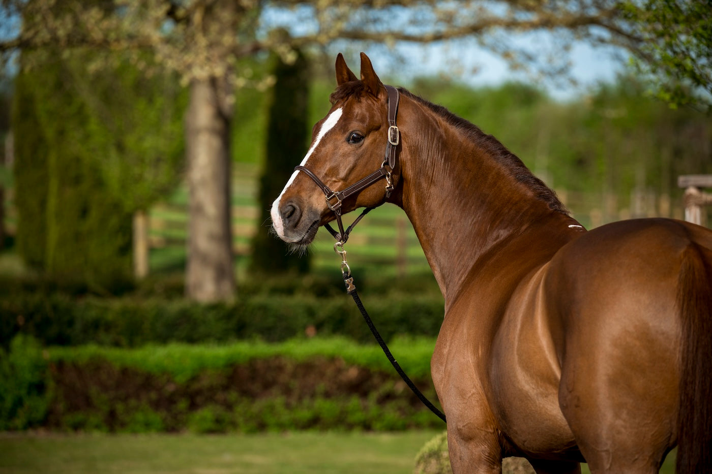 Muskelkater bei Pferden: Ursachen, Symptome und Behandlung