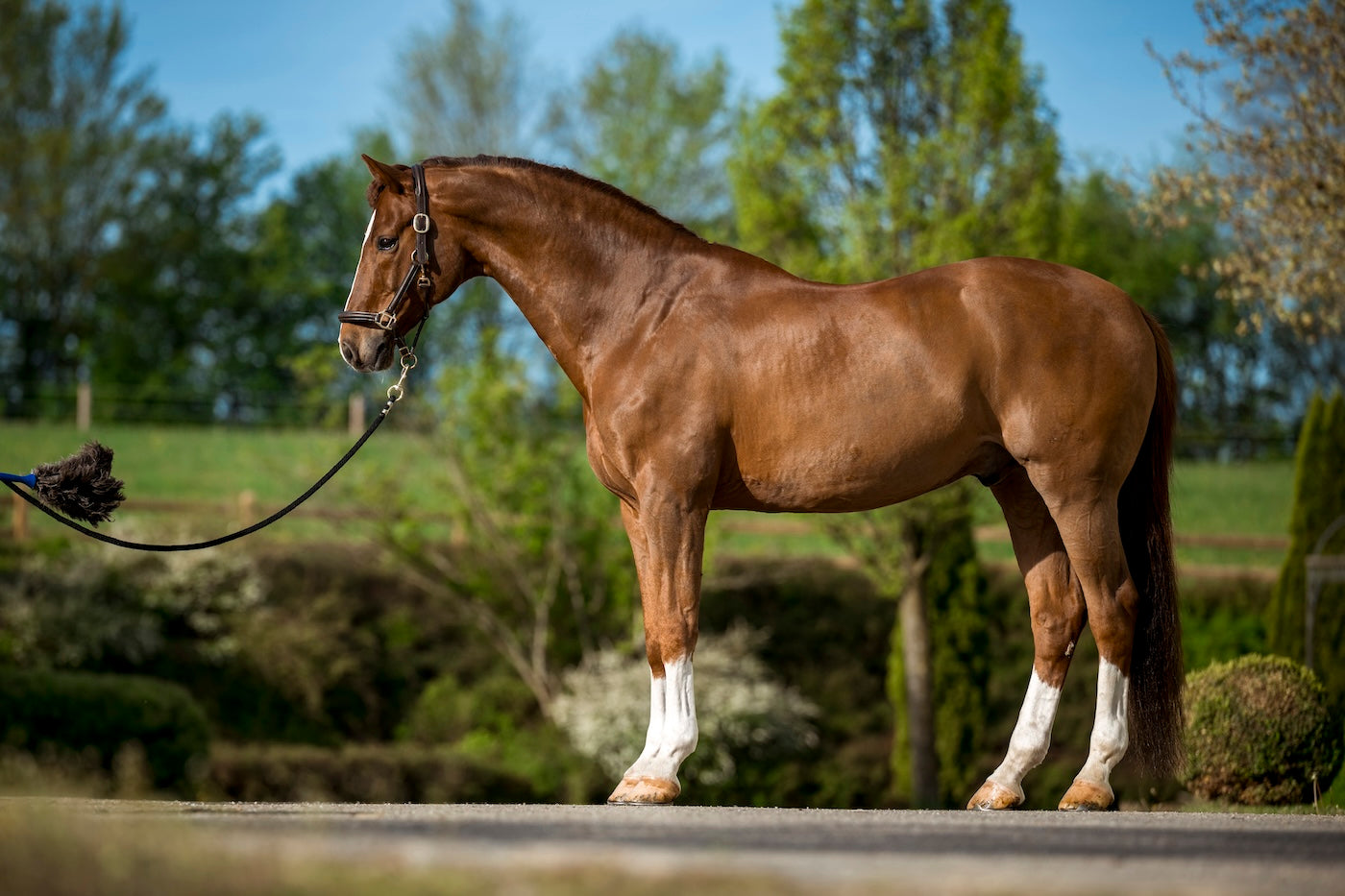 Muskelzittern bei Pferden: Ursachen, Symptome und Einfluss der Fütterung