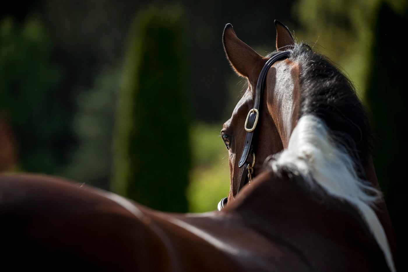 Mauke bei Pferden: Ursachen, Symptome und Behandlung