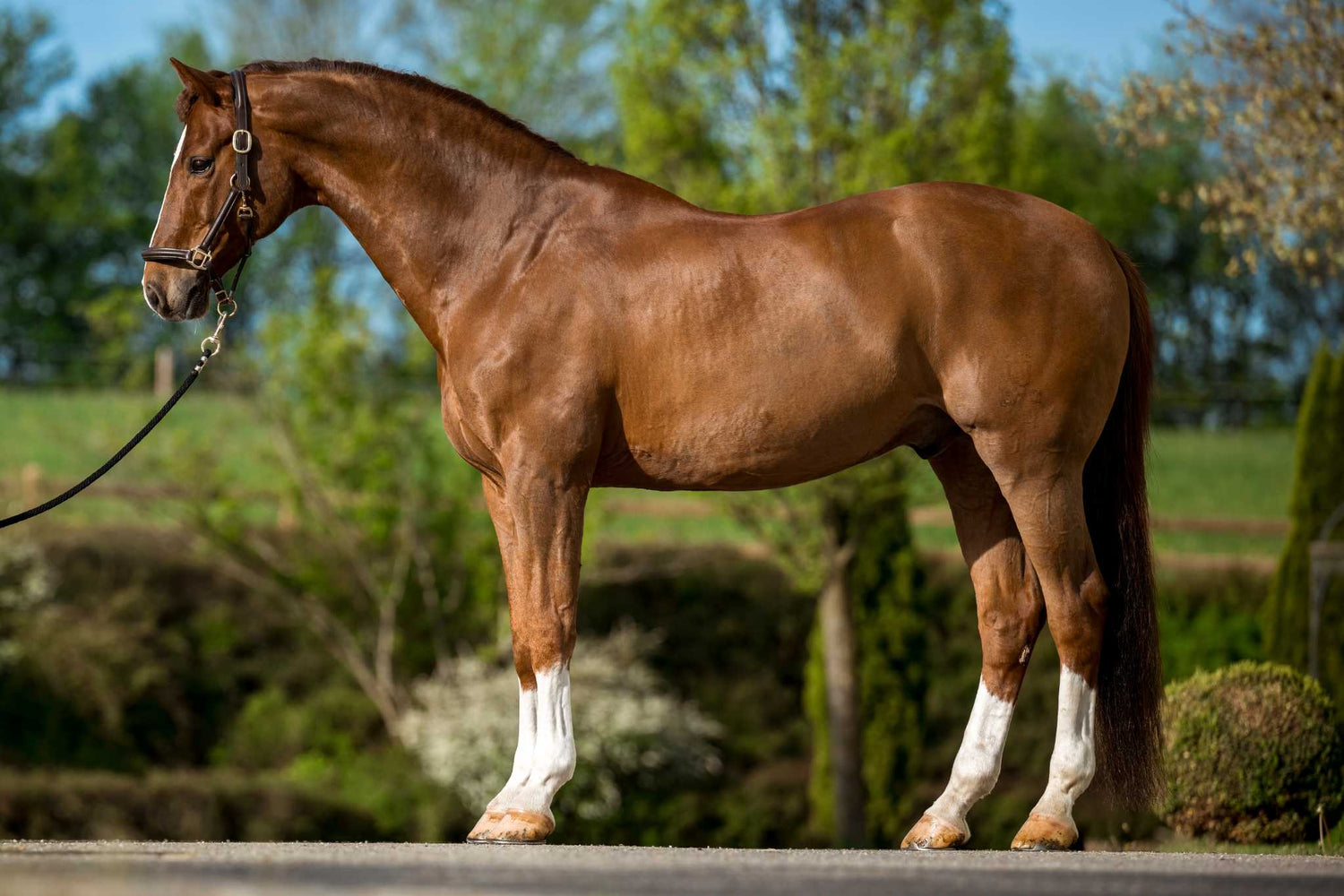Tipps zum Muskelaufbau bei Pferden: Richtig füttern und trainieren