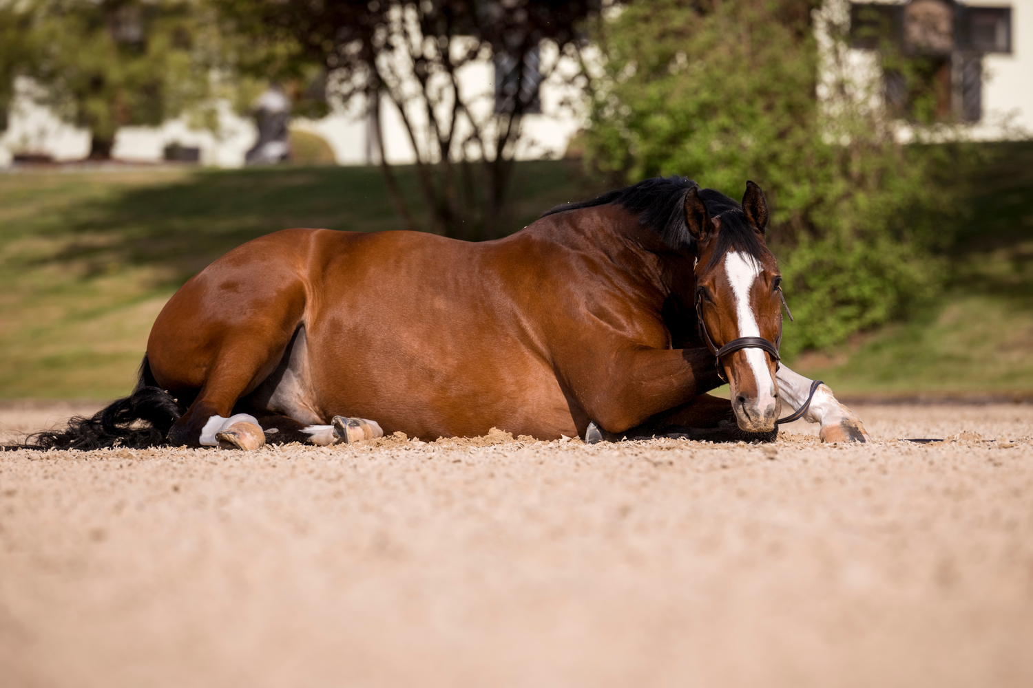 Tipps gegen Stress bei Pferden