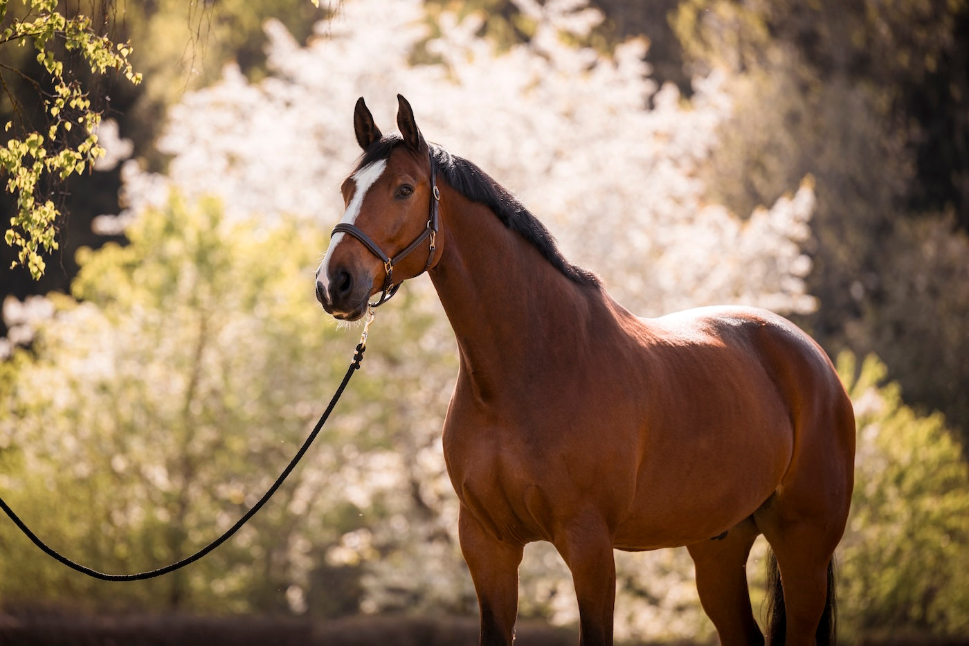 Magengeschwüre bei Pferden: weit verbreitet & häufig unentdeckt