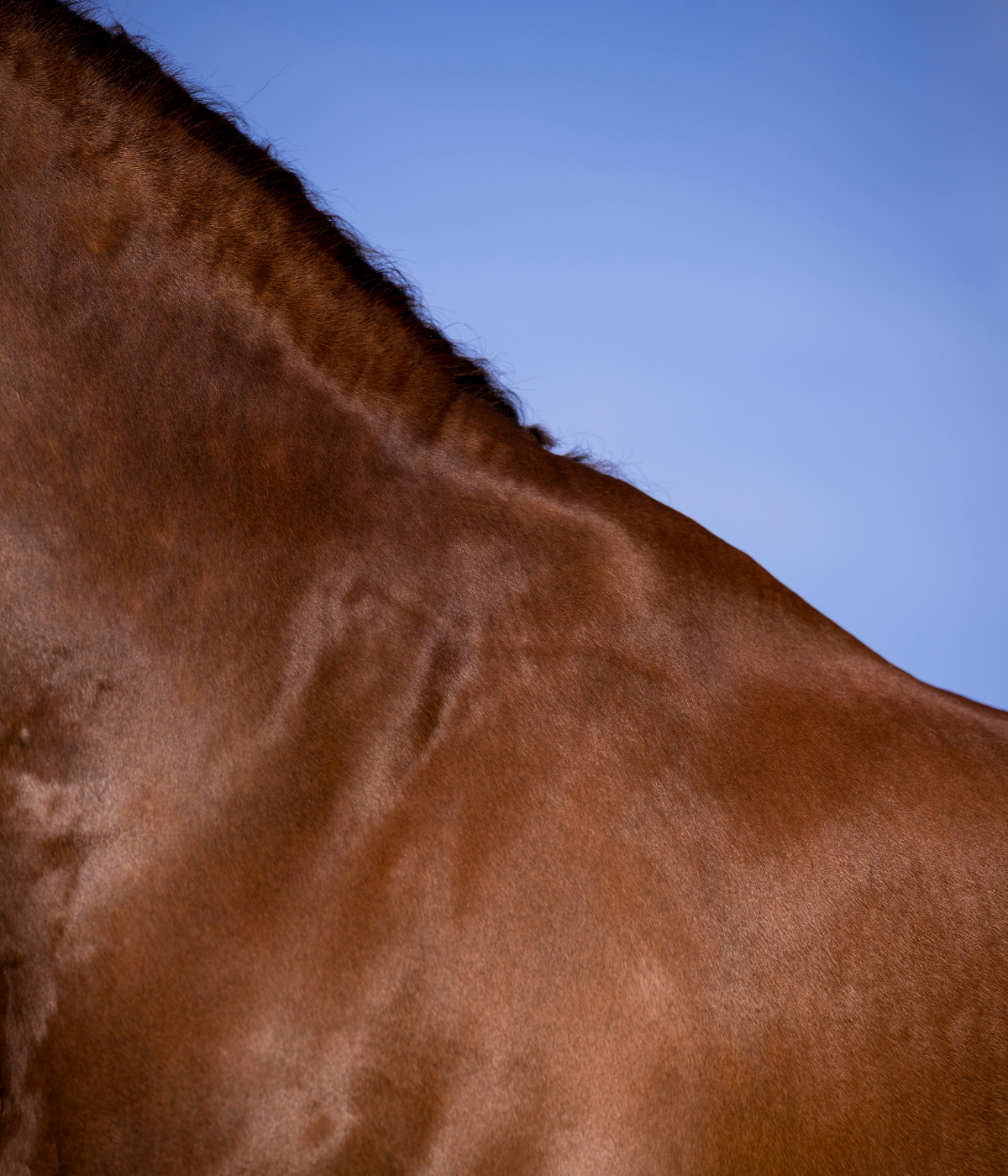 Pferd-mit-schönem-Fell