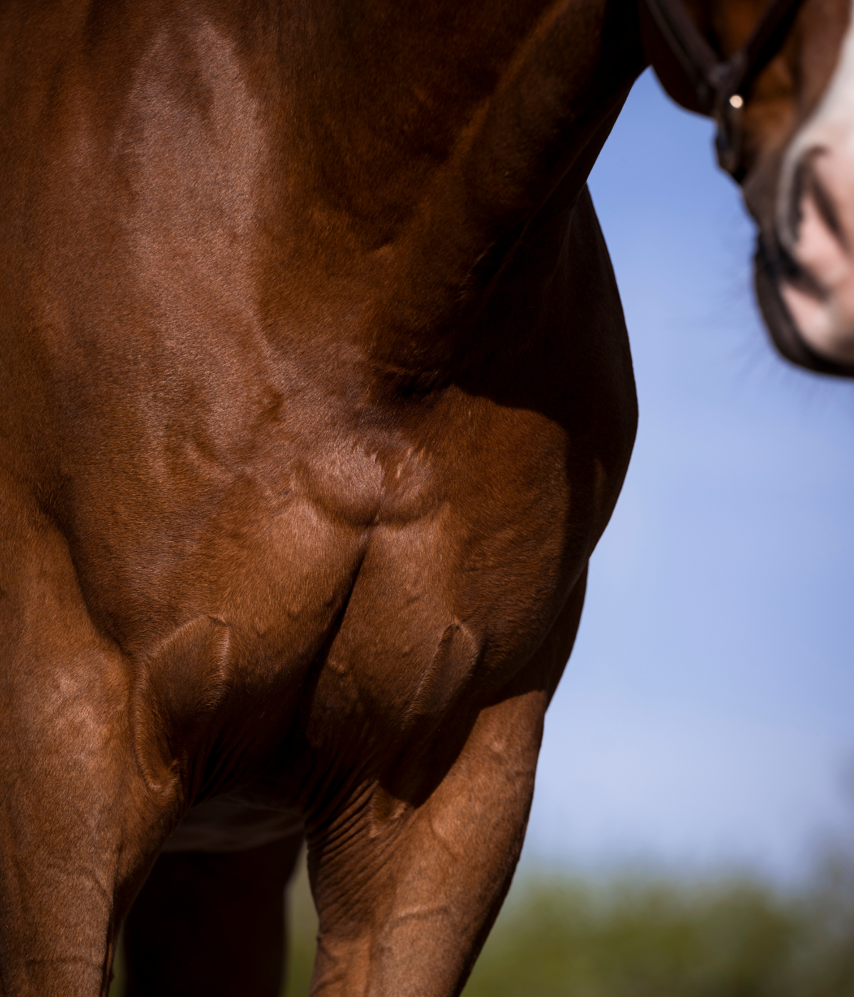Pferd-mit-starker-Muskulatur