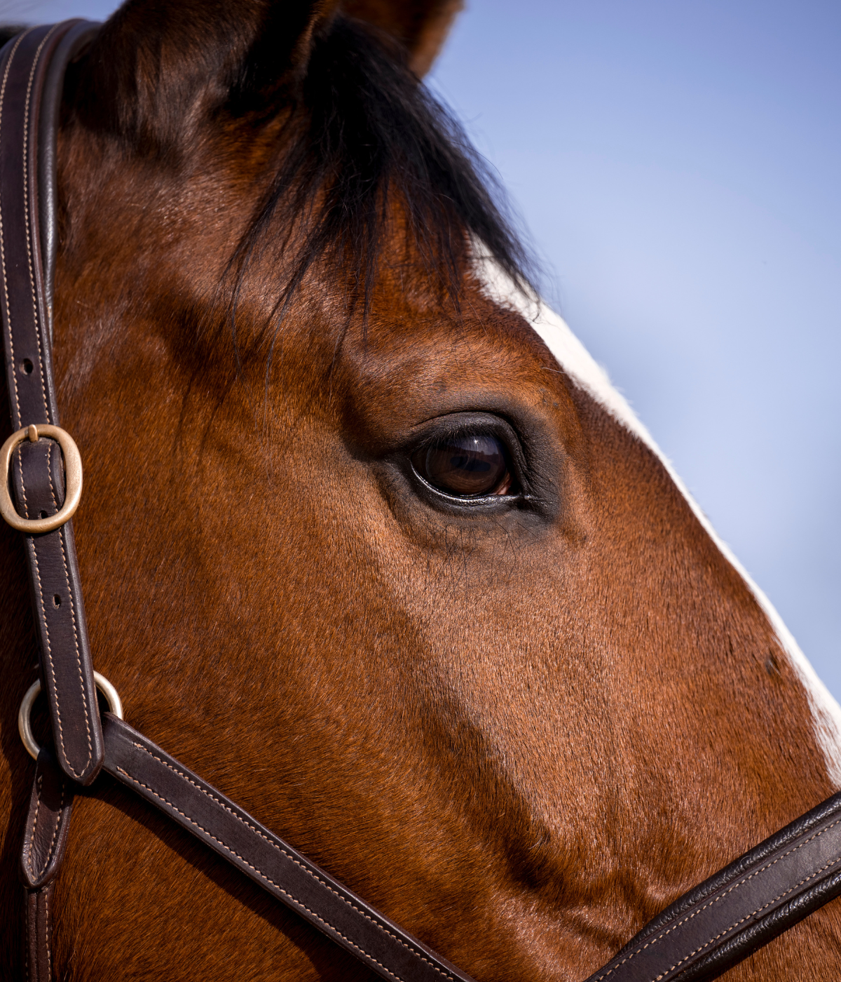 Pferd-mit-freundlichem-Auge