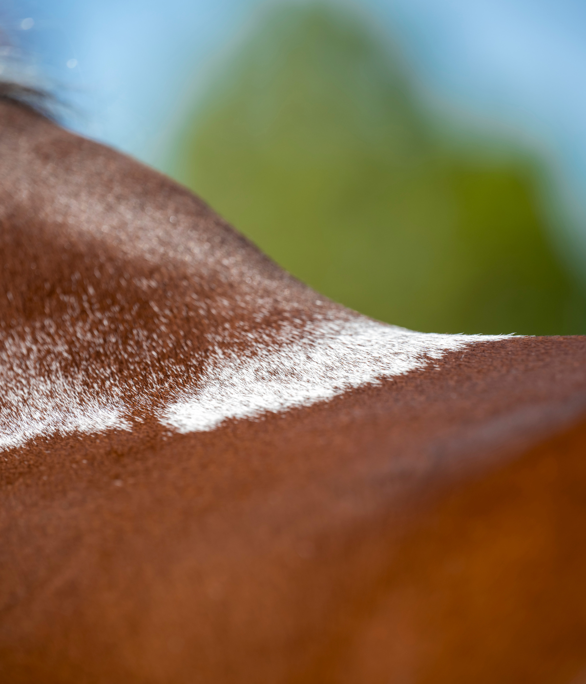 Pferd-Schecke-mit-schönem-glänzenden-Fell